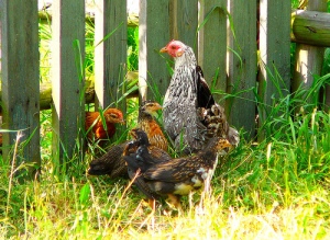 Photo Credit: joannaro99 via Compfight cc Nobody messes with my chicks.