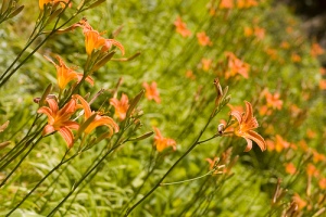 tiger lilies